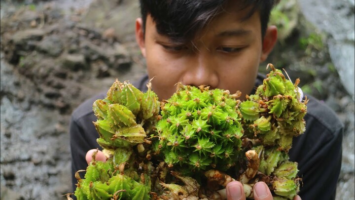 Makan Buah Wersah / Wresah. Cemilan segar yang dapat ditemukan di dalam hutan.