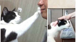 Apakah ada perbedaan cinta kucing terhadap majikan pria dan wanita?