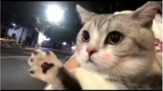 Wajib dilihat bagi kucing