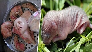 TOP 5 MÓN ĂN KINH DỊ, TÀN NHẪN NHẤT TRUNG QUỐC l ĐUÔNG DỪA KHÔNG ĐÁNG NHẮC TỚI l PHOCHE CHANNEL