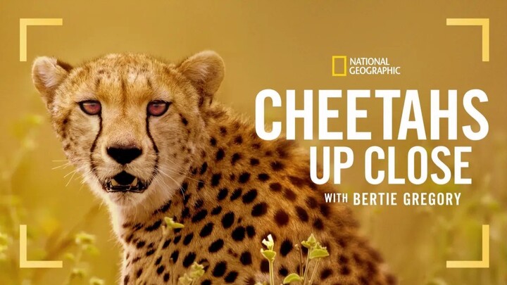 Cheetahs Up Close with Bertie Gregory (2026) - SUB INDO