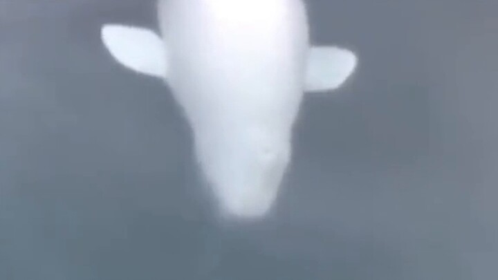 White Whale: Quick, get this thing away—it’s radioactive!