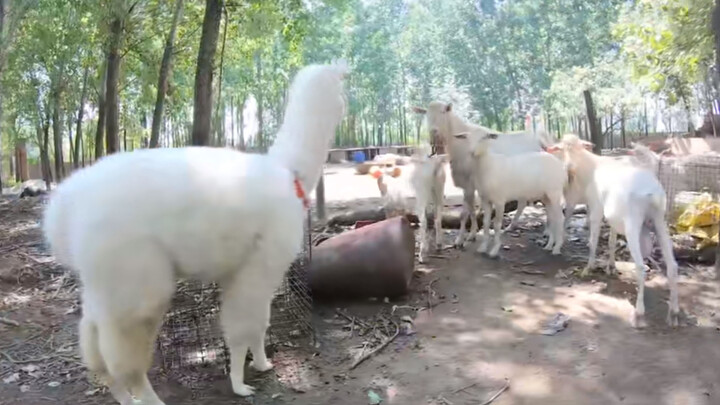 Membawa Alpaka Bertemu Sekelompok Kambing, Reaksinya Tak Terduga!