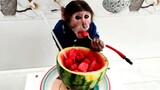 Animal Mukbang | Capuchin Monkey Eats A Watermelon