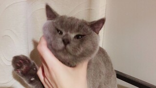 My cat angrily retorted: "The cats in this game are all posed!"