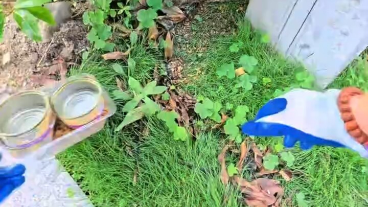 Harm Caused by Stray Cats—Are Cat Lovers to Blame?