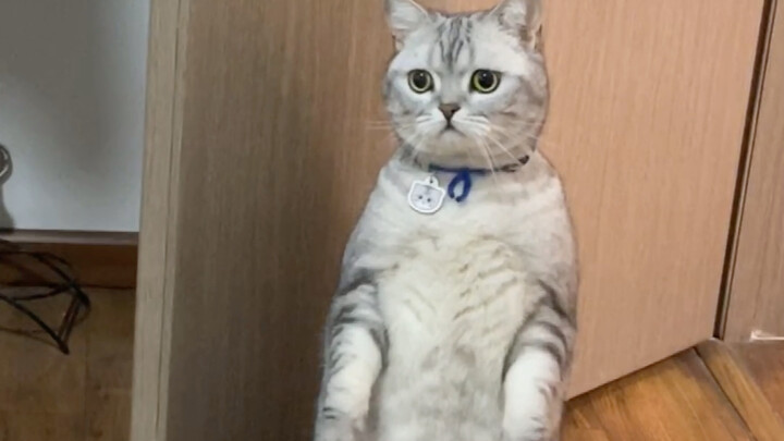 当猫咪以为爆竹啪啪声是从被子里传来的