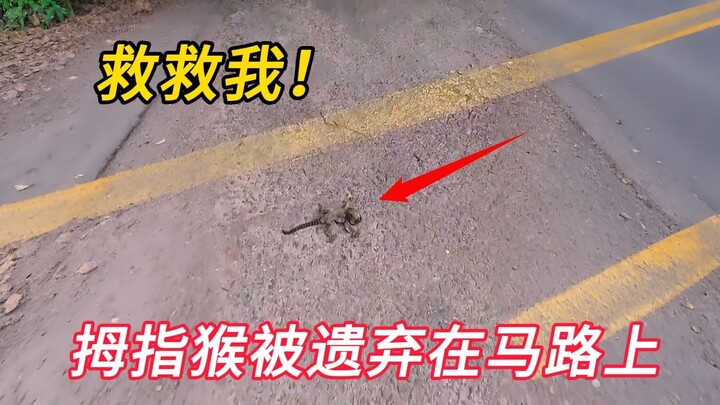 Cô gái nhặt được một chú khỉ to bằng bàn tay, mang về nhà chăm sóc rồi nó đã trở thành một thành viê