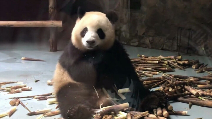 [Panda Mei Lan] Penjaga Mengatakan Dia Tidak Lapar