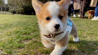 [Animals]Running Into A Fierce Little Corgi