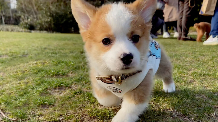 [Động vật]Đụng phải một chú Corgi nhỏ hung dữ