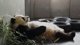 [Animals]Cute moments of a panda on a typical day