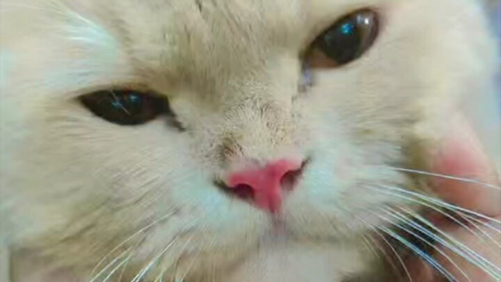 Cute billi🥰
