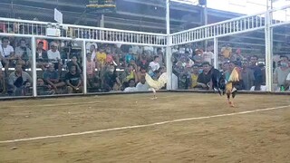 1st fight loss pilay agad 2 hits pangasinan using whites