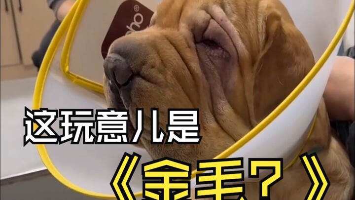 You call this thing a Golden Retriever?