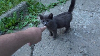 Grey kitten with a mother cat