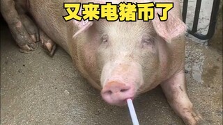 又来电猪币了