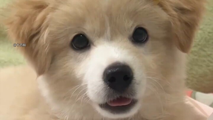 Tại sao chó lại trông đáng yêu hơn các loài động vật khác!