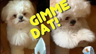 Cute Shih Tzu Puppy Tries To Beg For Ice Cream Cone Crumbs