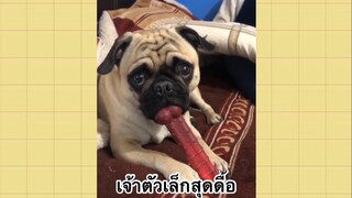 เพื่อนตัวน้อย สัตว์เลี้ยงแสนซน : เจ้าตัวเล็กสุดดื้อ