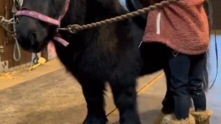This little girl and her pony are just too cute! Aaaahhh!
