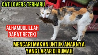 MENGHARUKAN INDUK KUCING INI MENCARI MAKAN UNTUK ANAKNYA DI RUMAH..!