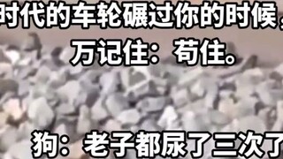 Con chó này chắc chắn sẽ trở thành một thứ gì đó tuyệt vời! Chúa tể địa ngục: Ai cứ thả đầu chó ra r