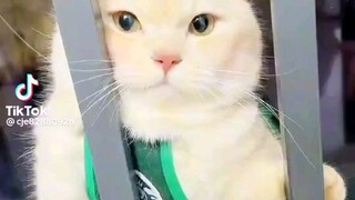 kucing imut