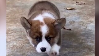 Super Cute Puppies In The World | Cute Dogs And Puppies Doing Funny Things | Funny Puppies Fails