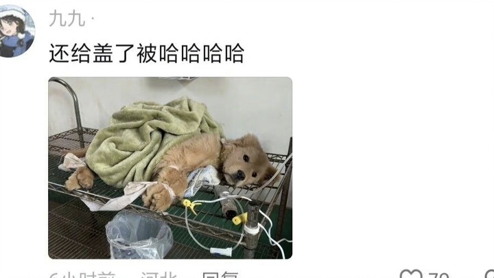 Tak disangka, klinik hewan tempat kucing dan anjing desa menjalani infus itu setara dengan rumah sak