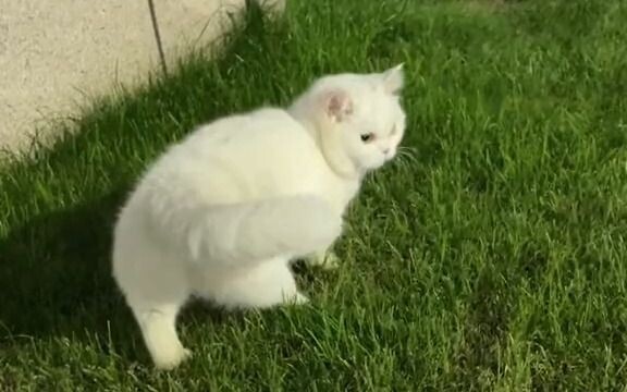 How can a little kitten walk like that?