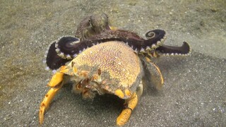 章鱼 vs 螃蟹，没想到拥有一身盔甲的螃蟹，完全不是对手！