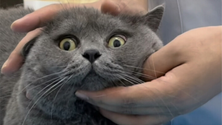 What does it feel like to have athlete's foot on your face (The Adventures of Cat Moss)