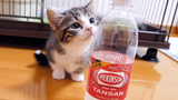 When A Baby Kitten Sees A Soda For The First Time