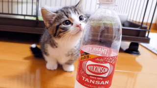 Kucing kecil melihat minuman berkarbonasi untuk pertama kalinya