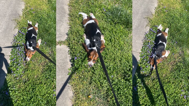 Đúng là một chú cún Basset lười biếng!