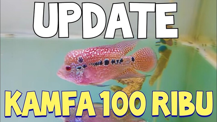 HASIL PROGRES KAMFA 100RIBU...MEMUASKAN