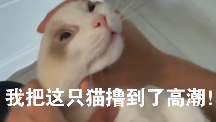 “这只猫被我撸到了高潮！”