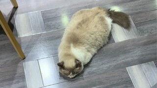 It looks like a cat.