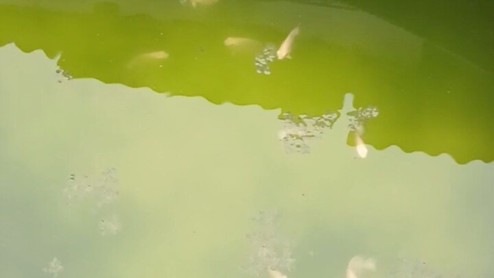 5cm Oscar Feeding Time in an Outdoor Pond 🐟