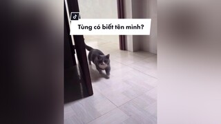 Mèo nhà cô chú có biết tên mình giống Tùng không nè cat catsoftiktok pet mèo tungchanngan xuhuong fypシ