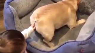 [Animals][Remix]Cute and confusing behaviors of dogs