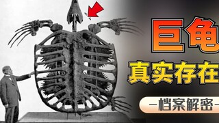 Does the giant tortoise really exist? With a body length of 5 meters and weighing up to 2 tons, it's