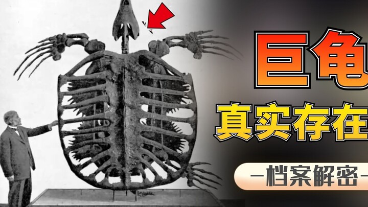 Apakah kura-kura raksasa benar-benar ada? Panjangnya mencapai 5 meter dengan berat hingga 2 ton—seek