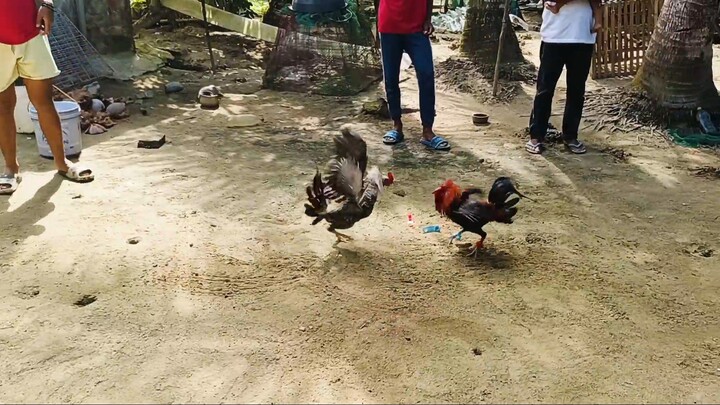 biling vs bulik stag