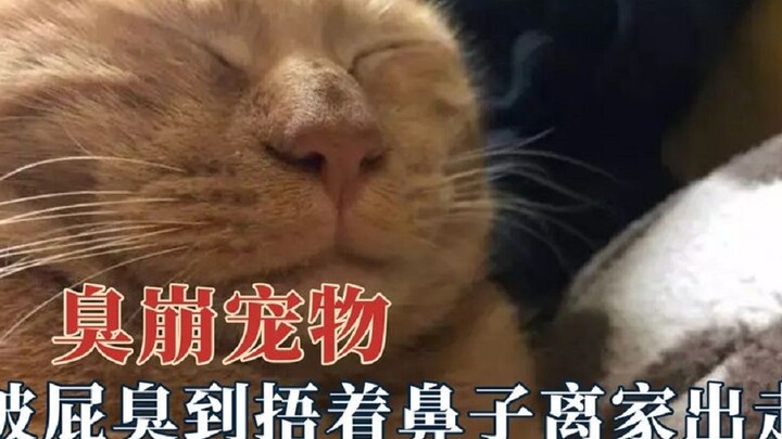 Being a pet to humans must be miserable? A husky, nose covered, runs away from home, while the cat i