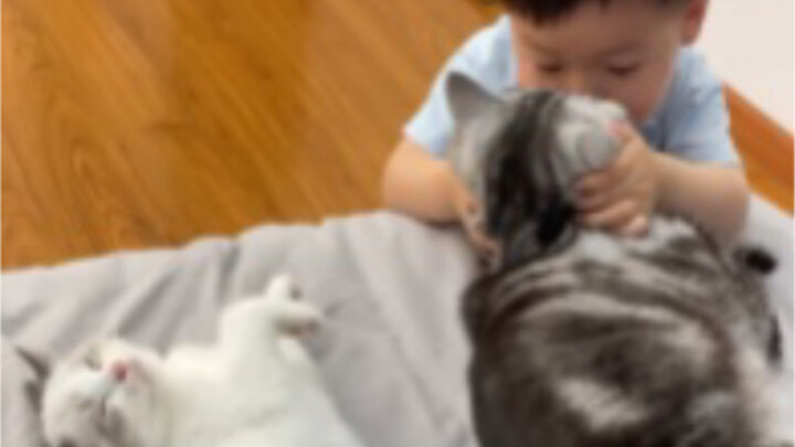 منذ أن أصبح لدي طفل... حتى حقّي في مداعبة القطط بات ممنوعًا!