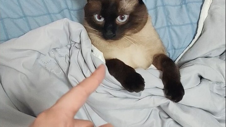 Playing with your big, fat cat that does the “silver meow” again.