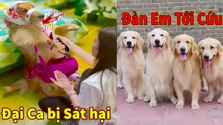 Thú Cưng TV | Trứng Vàng và Trứng Bạc #17 | Chó Golden Gâu Đần thông minh vui nhộn | Pets smart dog