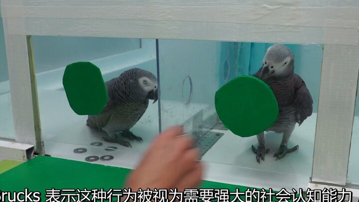 Research shows that parrots will “selflessly” help their peers [with subtitled explanation]